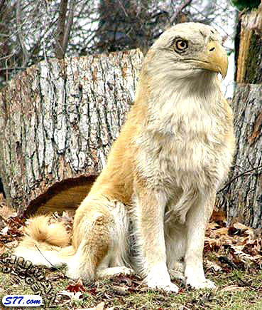 chouf  had nsr ou sket